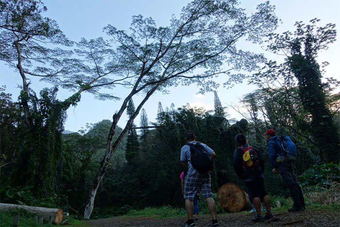 Hiking Lua'alaea and Aihualama Falls