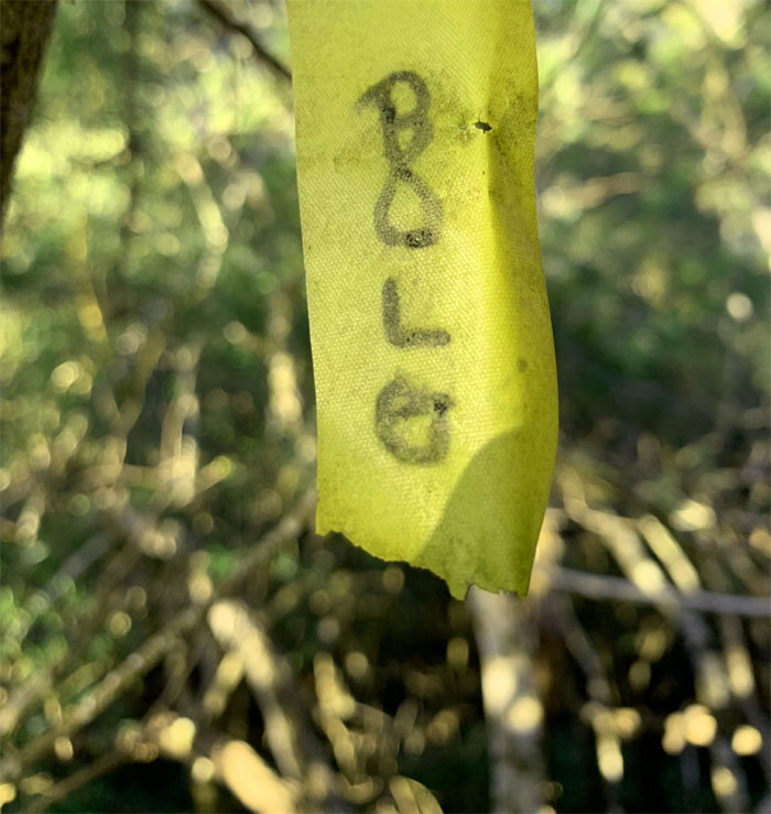 Hiking Bolohead Ridge to Mount Ka'ala