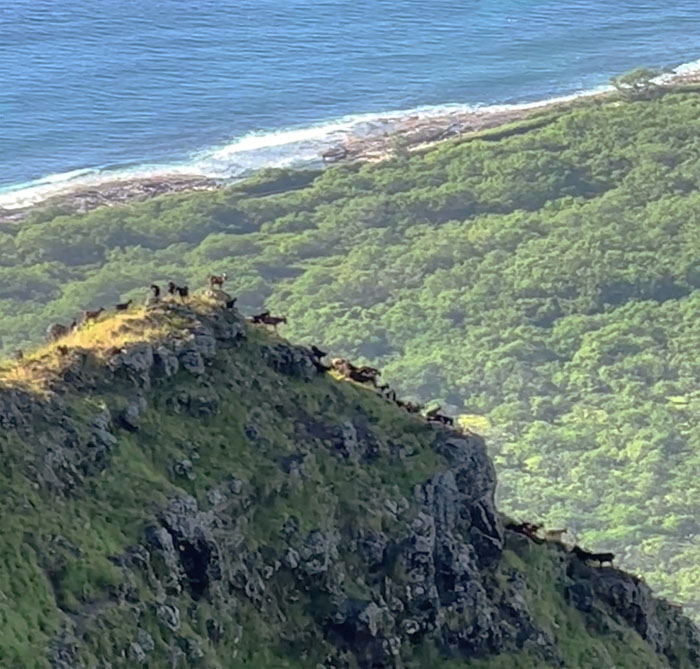 Hiking Kea'au Middle Ridge to Dragonfly Ridge