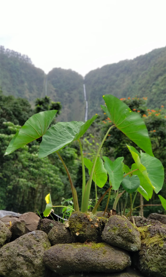 Hiking Hi'iliwale Falls 