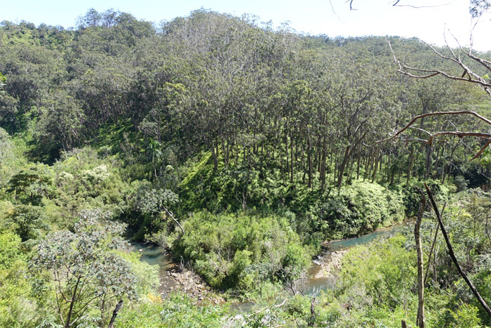 Hiking Wahiawa Hills