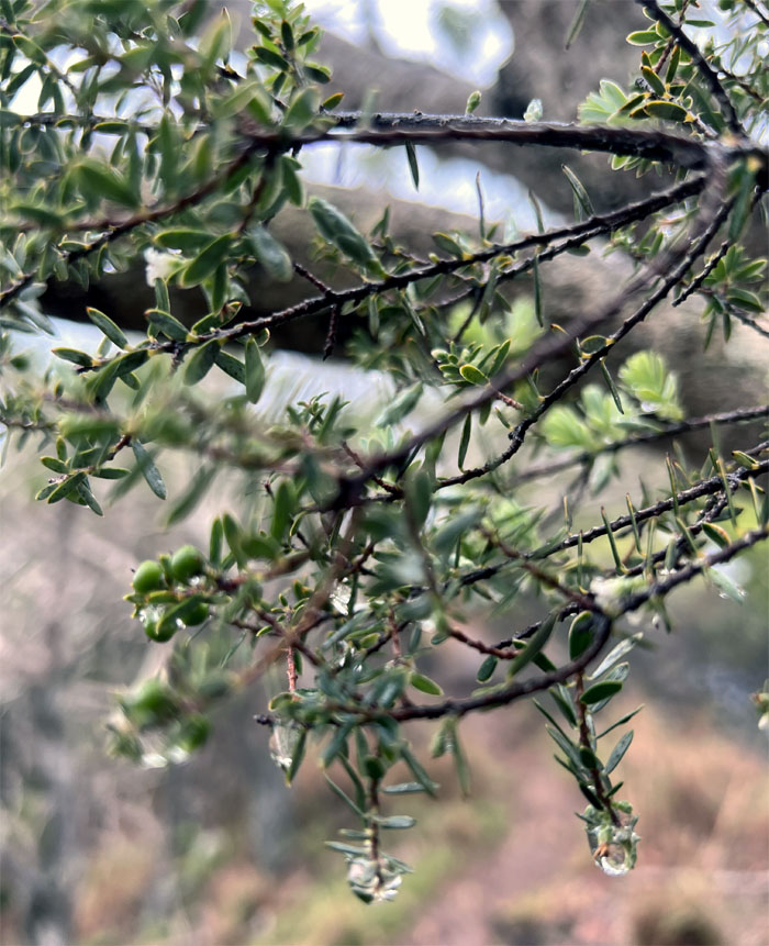 Hiking Honopu Ridge Trail