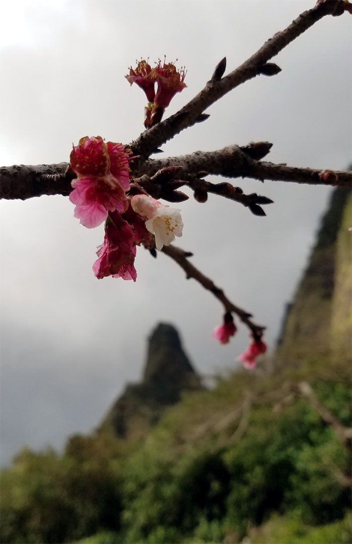 Hiking Iao Valley