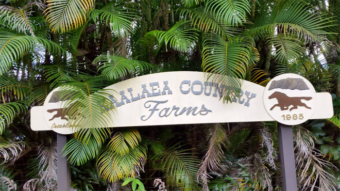 Hiking Kaalaea Valley