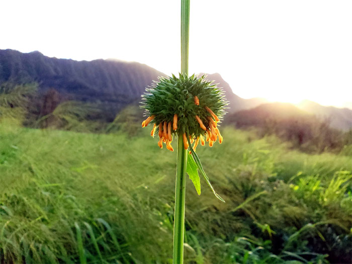 Hiking Pu'u Kawiwi to Mount Ka'ala