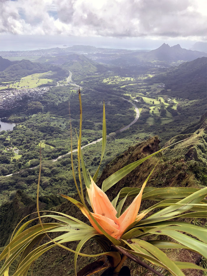 Hiking Kalihi Valley to Kalihi Saddle (Powerlines)