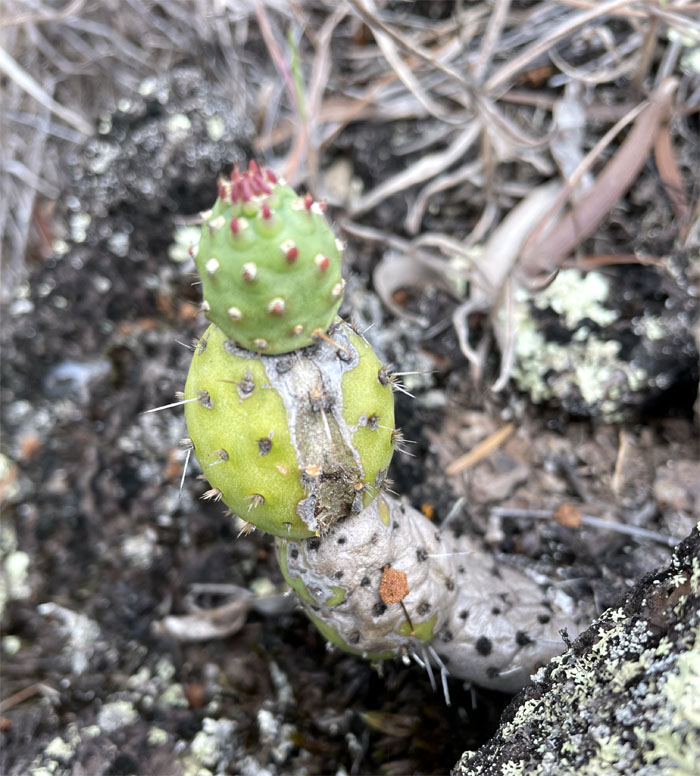 Hiking Kawiwi to Three Poles