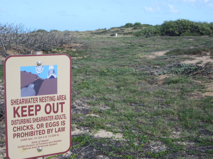 Hiking Kaena Point