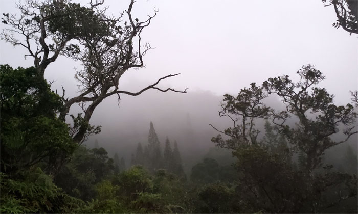 Hiking Kuli'ou'ou Ridge to Ka'au Crater