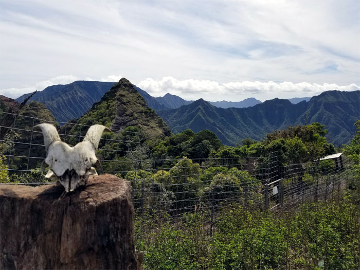 Hiking Ohikilolo Ridge to Mokuleia Trail