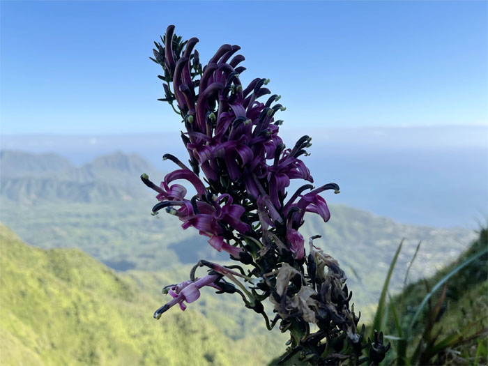 Hiking Manana to Aiea 