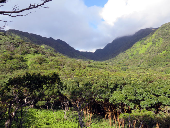 Hiking Moanalua Saddle to Red Hill 