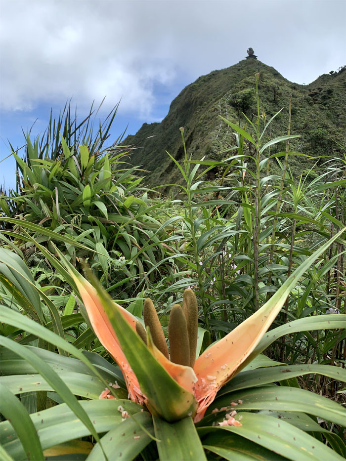 Hiking Moanalua Saddle to Kalihi Saddle (Powerlines)