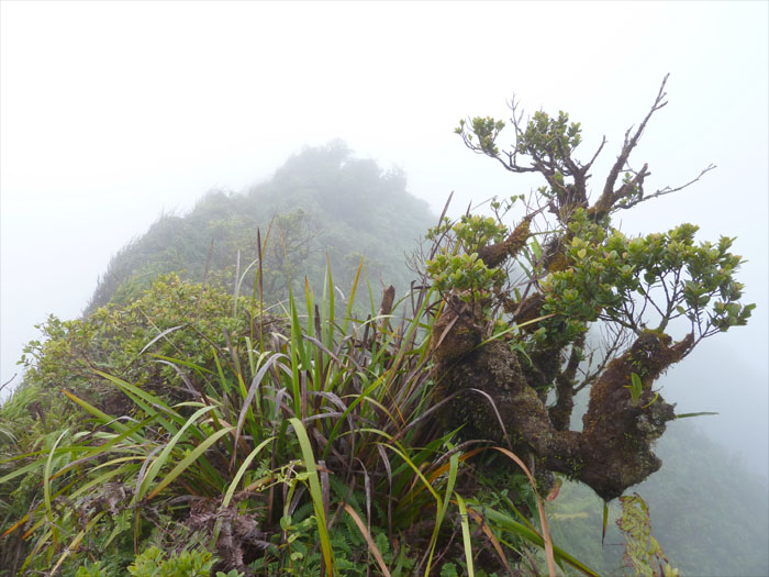 Hiking Mount Olympus