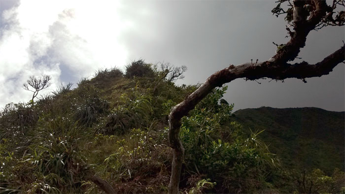 Hiking Pali Notches to Kalawahine Trail