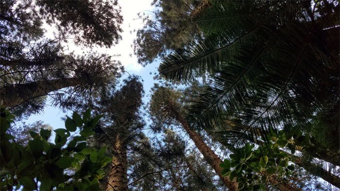 Hiking Pali Notches to Judd Trail