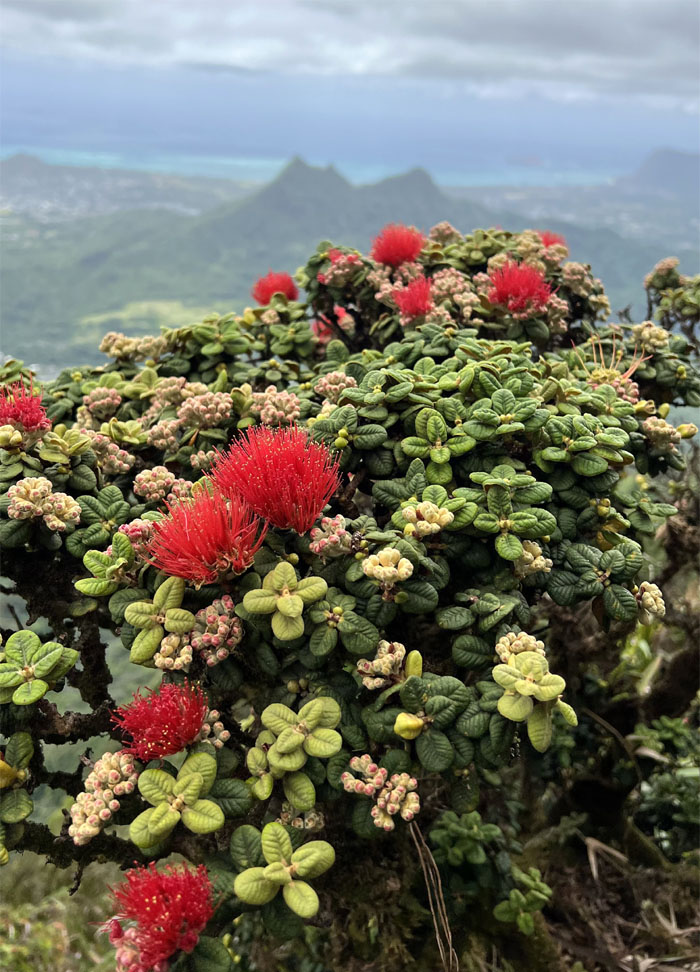 Hiking Piliwale to Pali Lookout