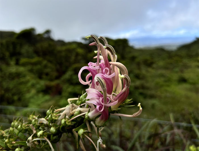 Hiking Poamoho