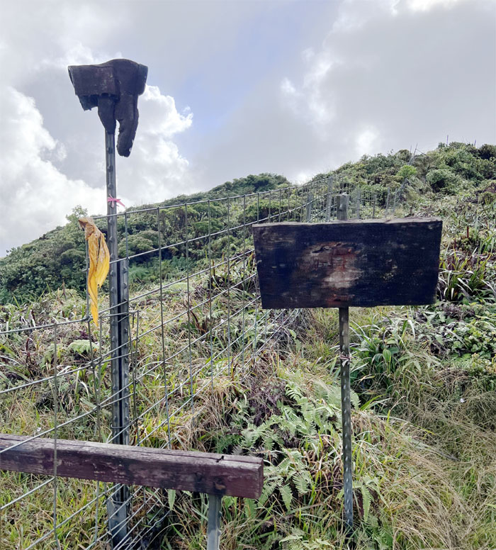 Hiking Poamoho Ridge Trail to Laie