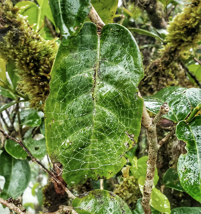 Hiking Poamoho to Manana Trail