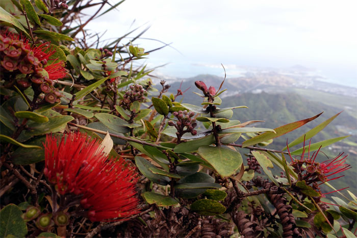 Hiking Piliwale Ridge to Manoa Falls