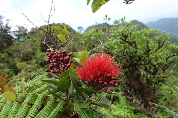 Hiking Pali Puka to Mo'ole Falls