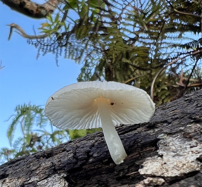 Hiking Red Hill to Kulana'ahane