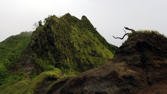 Hiking Kalihi Saddle (Powerlines) to Moanalua Valley