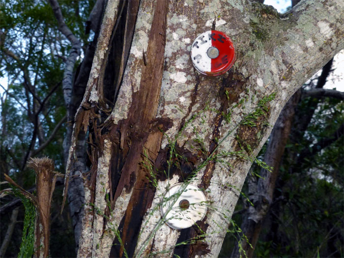 Hiking Tiki Ridge to Mount Ka'ala 