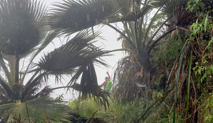 Hiking Wahiawa Hills to Wahiawa Trail