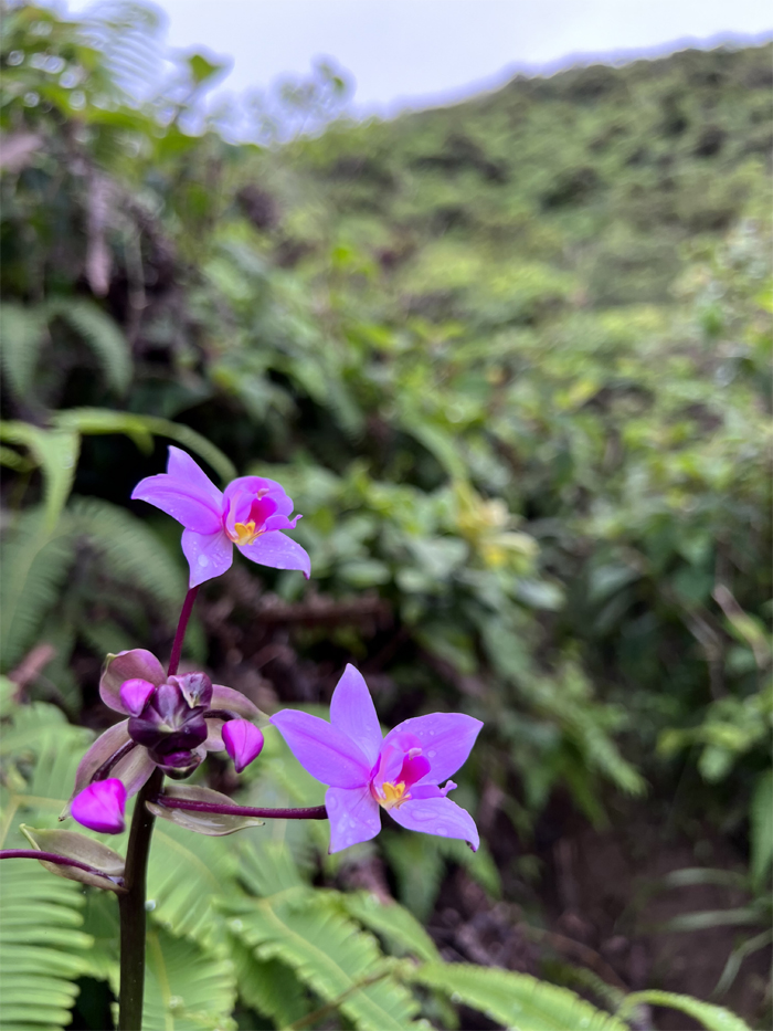 Hiking Wiliwilinui to Kuliouou