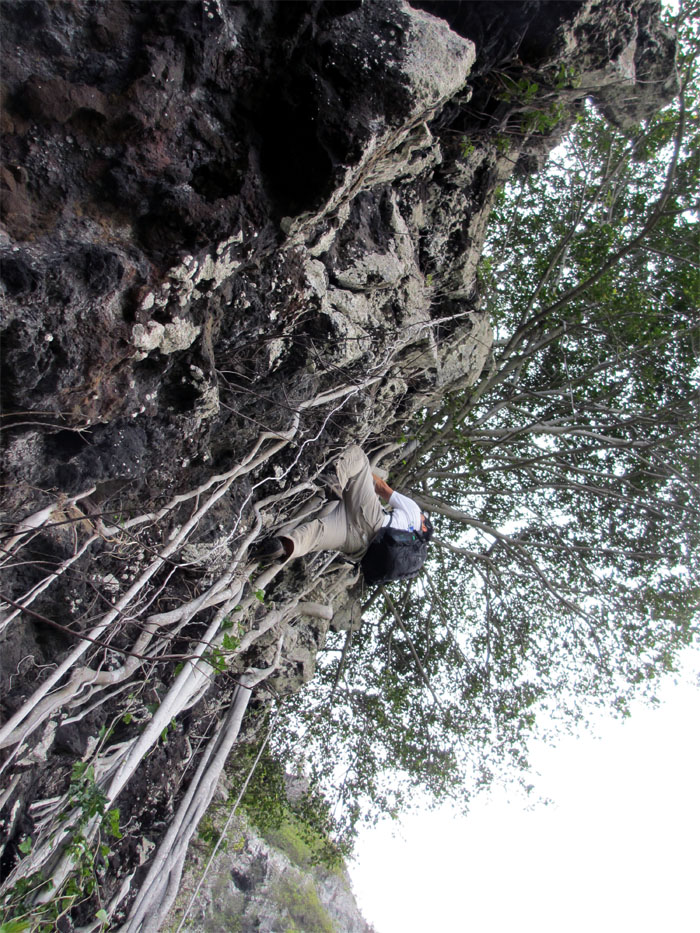 Tired of climbing cliffs? Try root climbing!