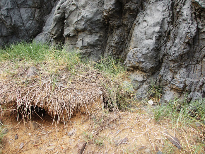 Shearwater burrows
