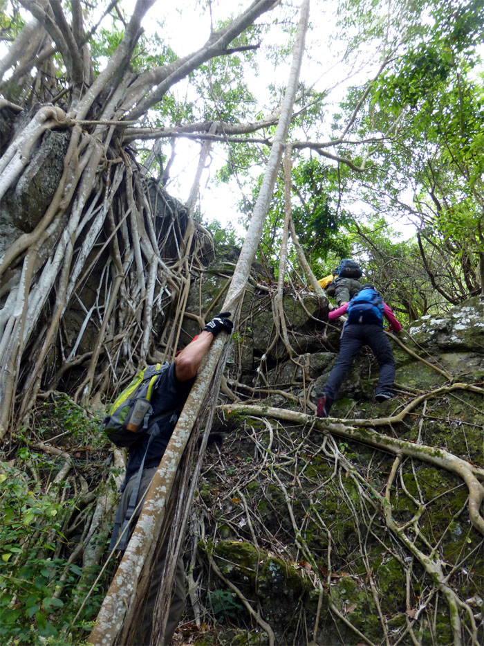 Root climbing