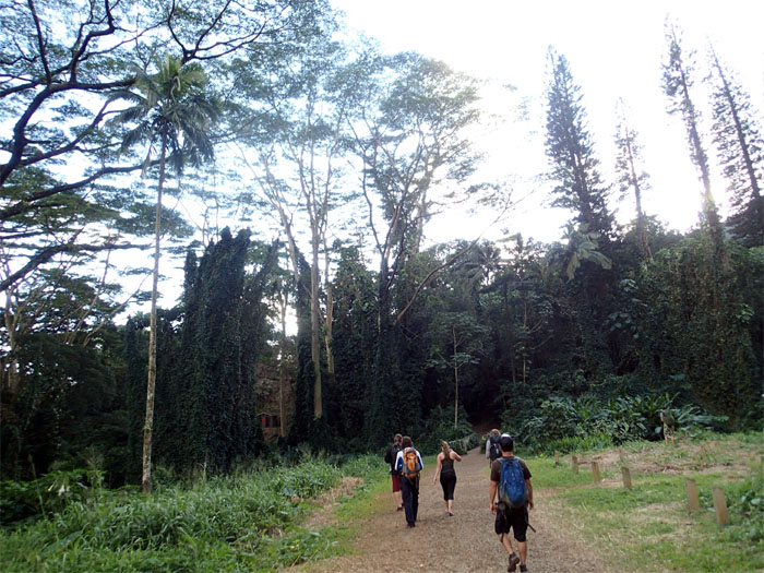 Manoa forest