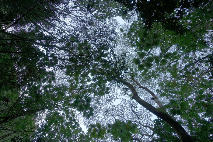 Canopy cover