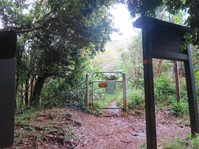 Manoa Cliff Trail