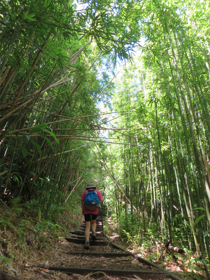 Bamboo trail