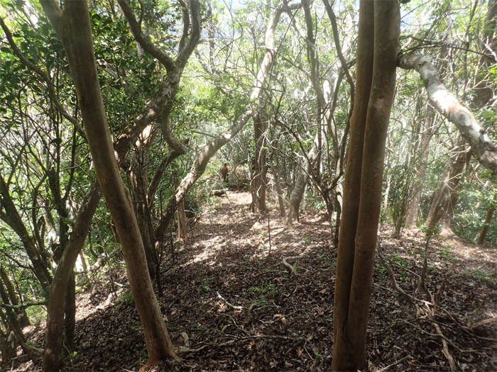 Kanehoa Trail