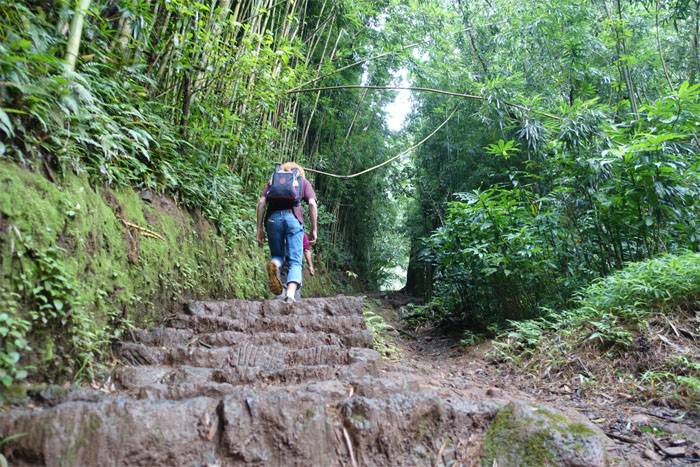 Manoa Falls Trail
