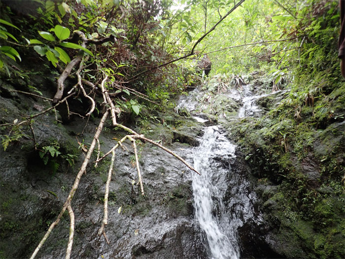 Manoa Falls #21