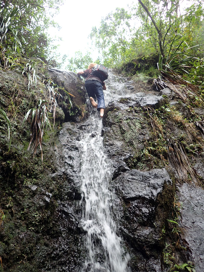 Manoa Falls #24