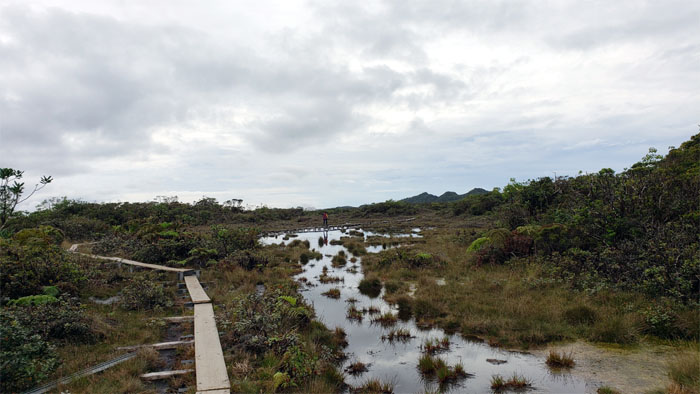 Alakai Swamp Trail