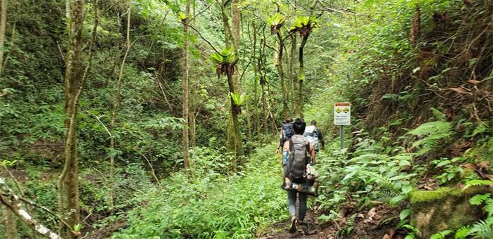 Muliwai Trail