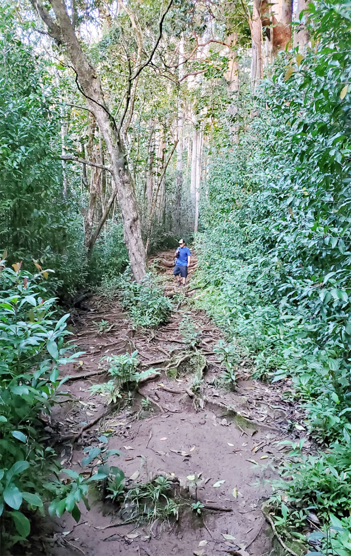 Pu'u Pia Trail