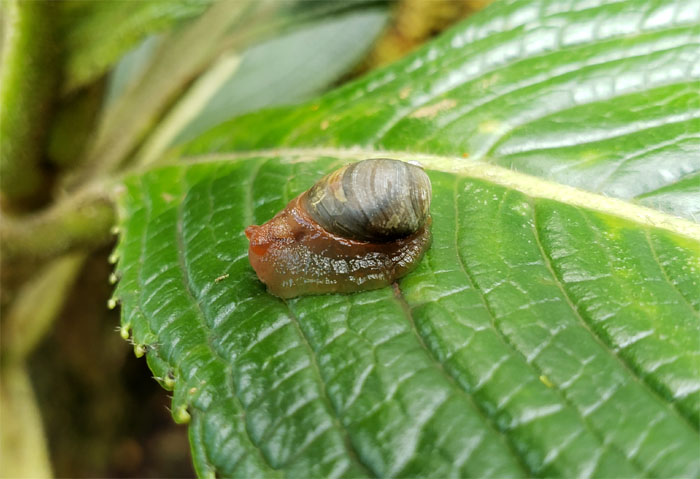 Oahu Tree Snail
