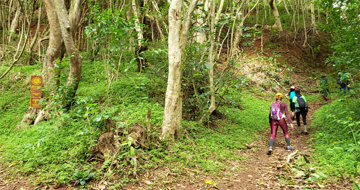 Maunawili Demo Trail