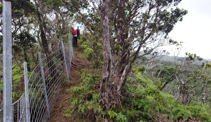Manana Ridge Trail