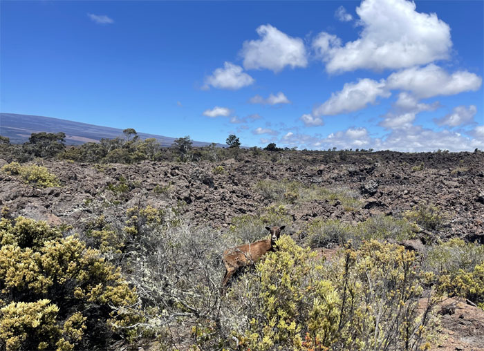 Mauna Loa Observatory Road