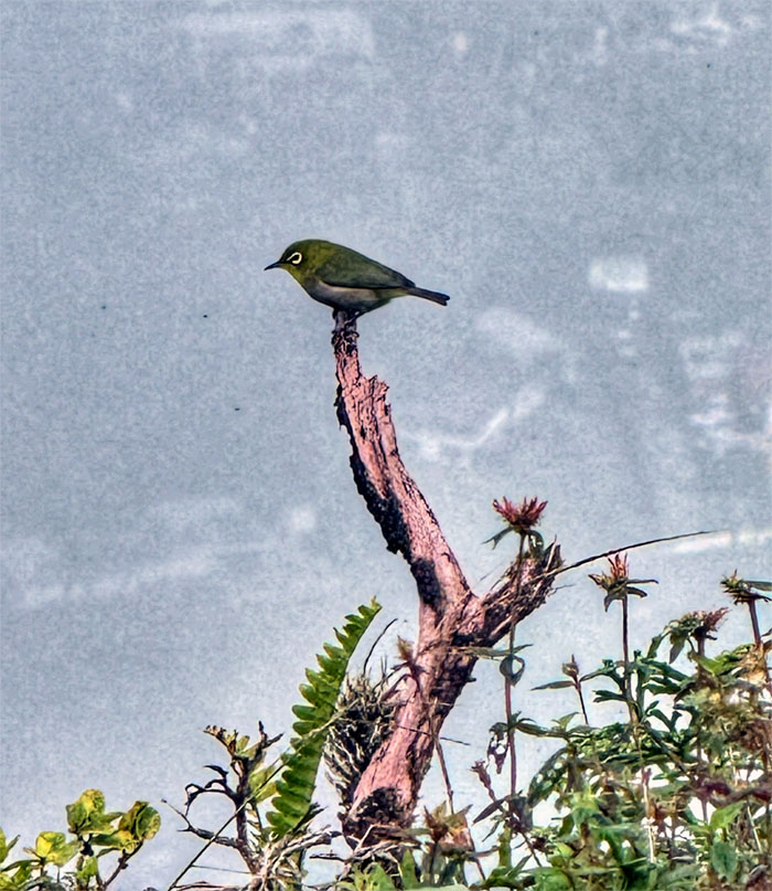 Hiking Aiea Loop Trail to Moanalua